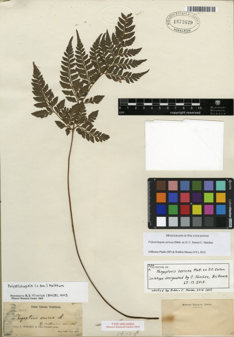 Polystichopsis sericea