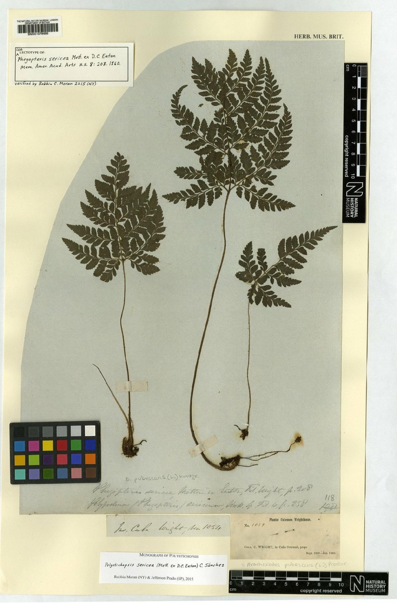 Polystichopsis sericea photo 2
