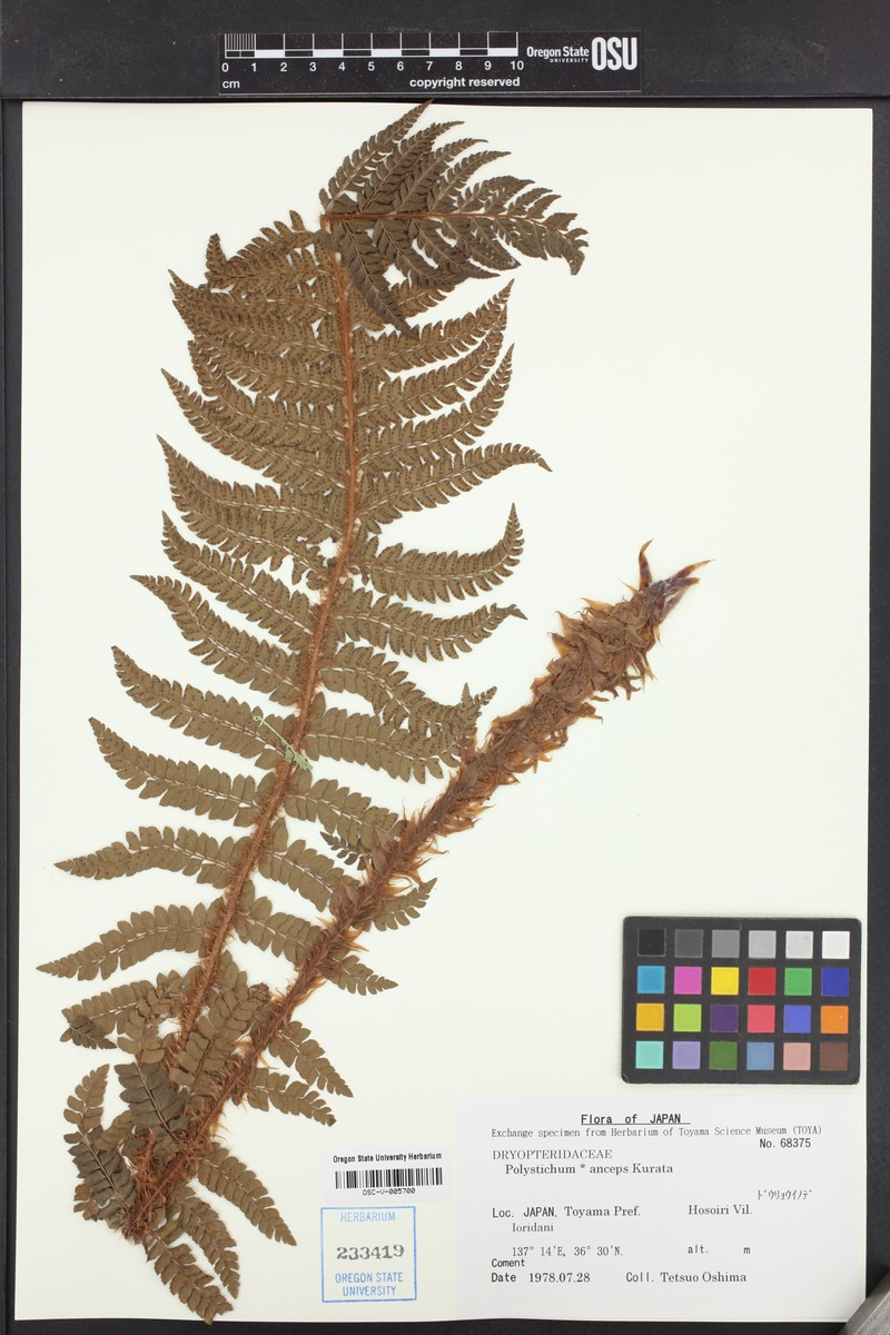 Polystichum × anceps