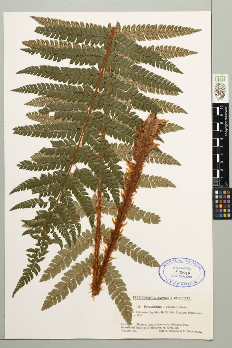 Polystichum × anceps photo 2