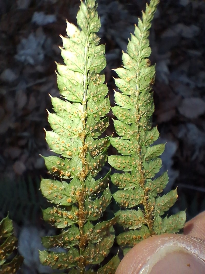 Polystichum × bicknellii