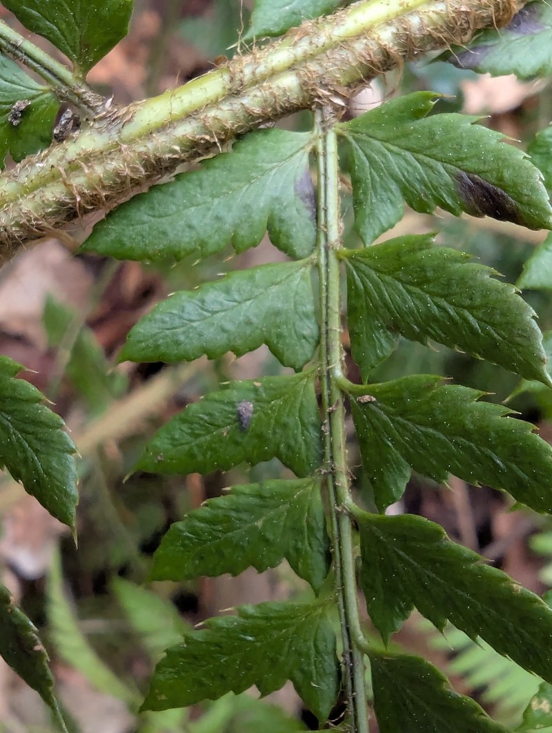 Polystichum × bicknellii photo 2