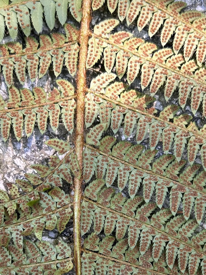 Polystichum × bicknellii photo 3