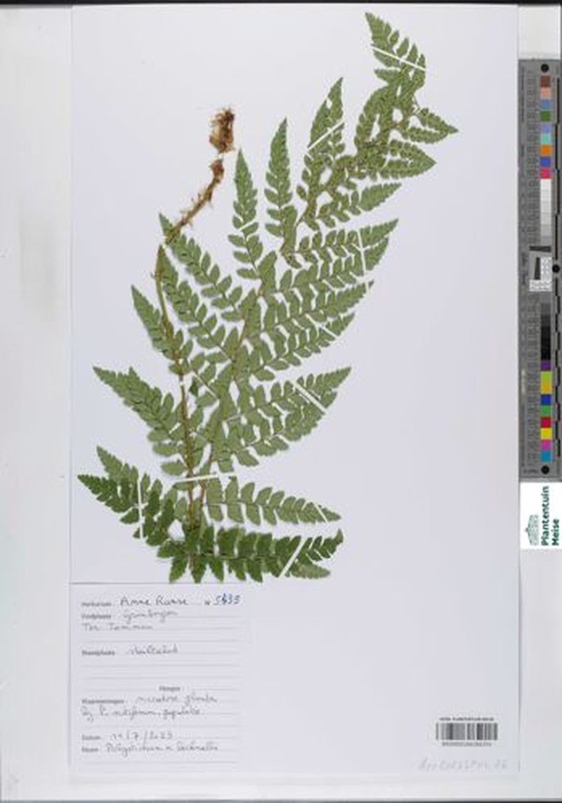 Polystichum × bicknellii photo 4