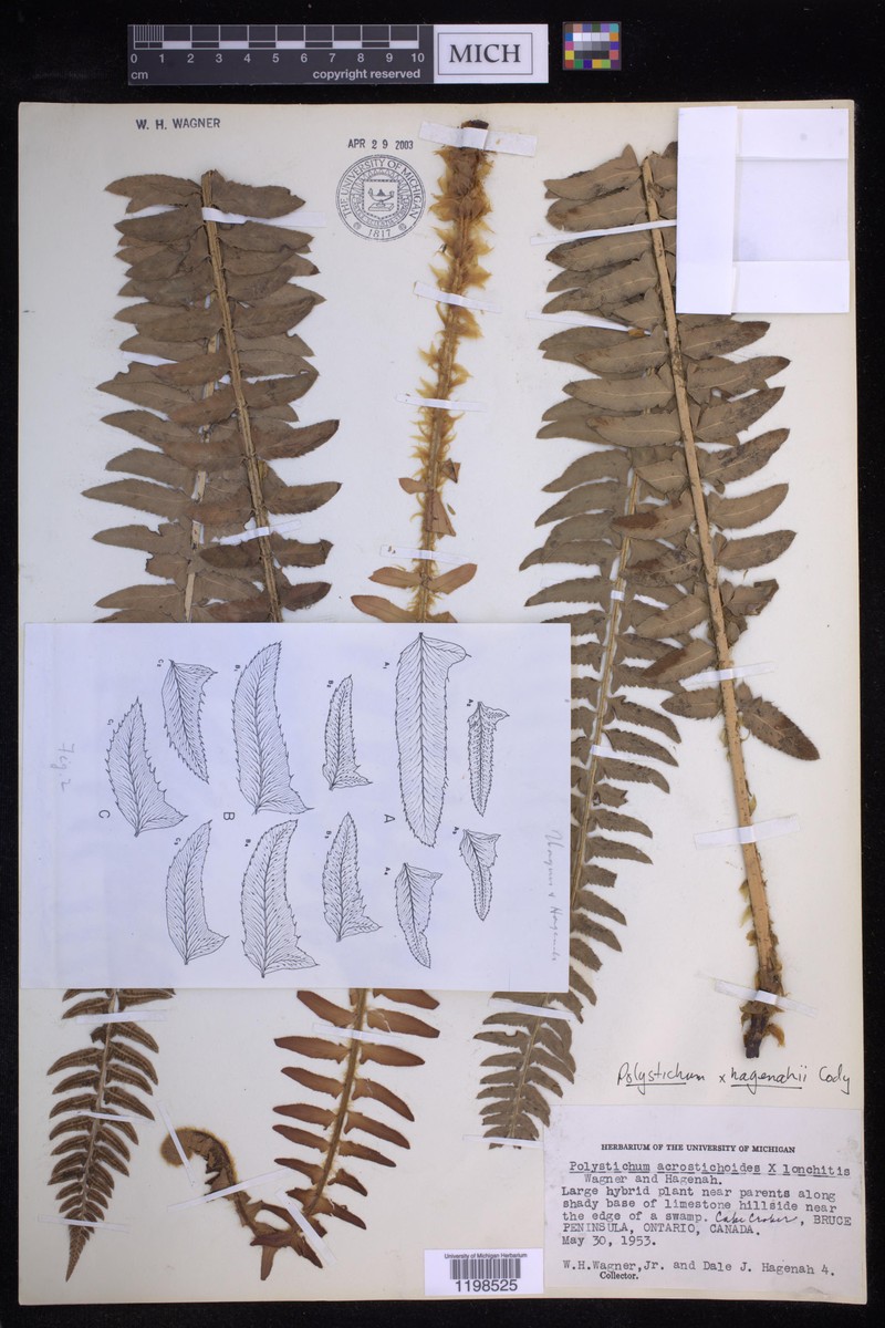 Hollyfern photo 3