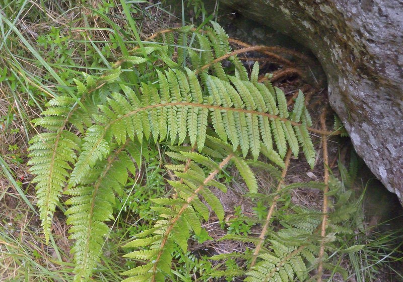 Hollyfern