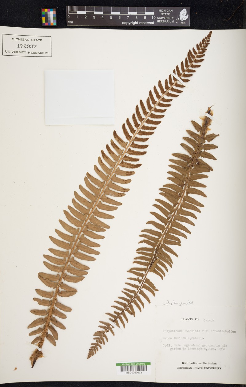 Hollyfern