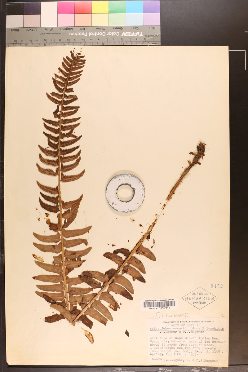 Hollyfern photo 2