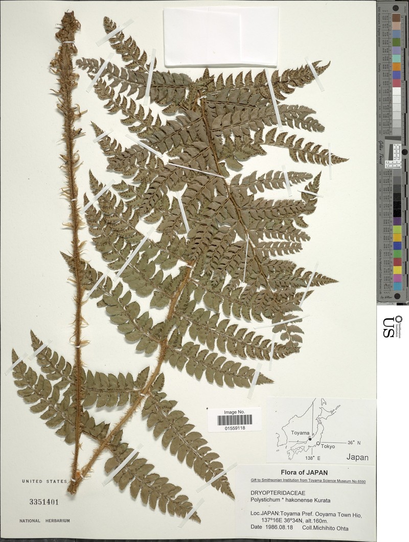 Polystichum × hakonense