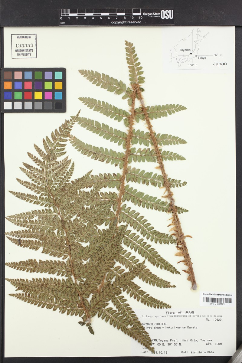 Polystichum × hokurikuense