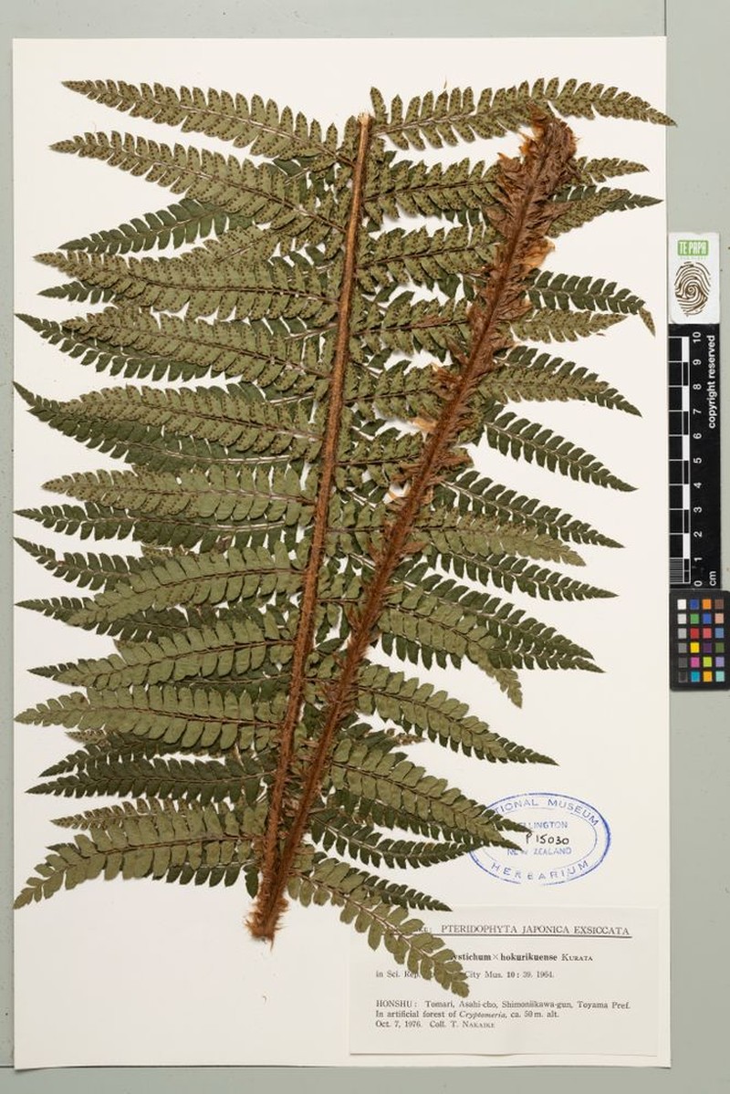 Polystichum × hokurikuense photo 2