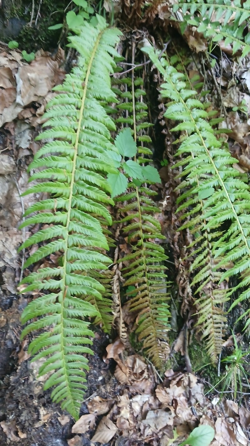 Polystichum × illyricum