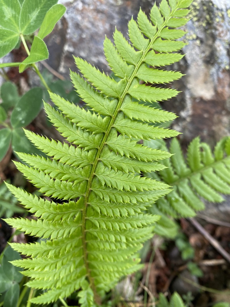Polystichum × illyricum photo 2