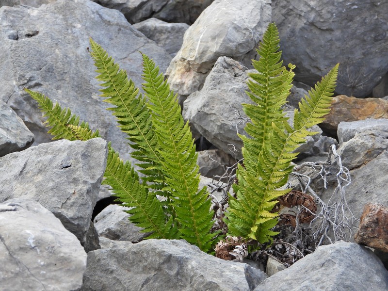 Polystichum × illyricum photo 3