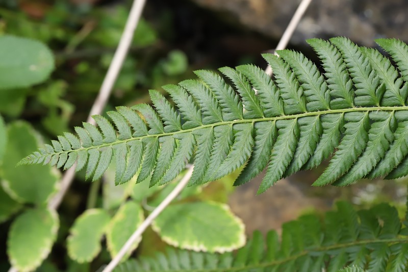 Polystichum × illyricum photo 4