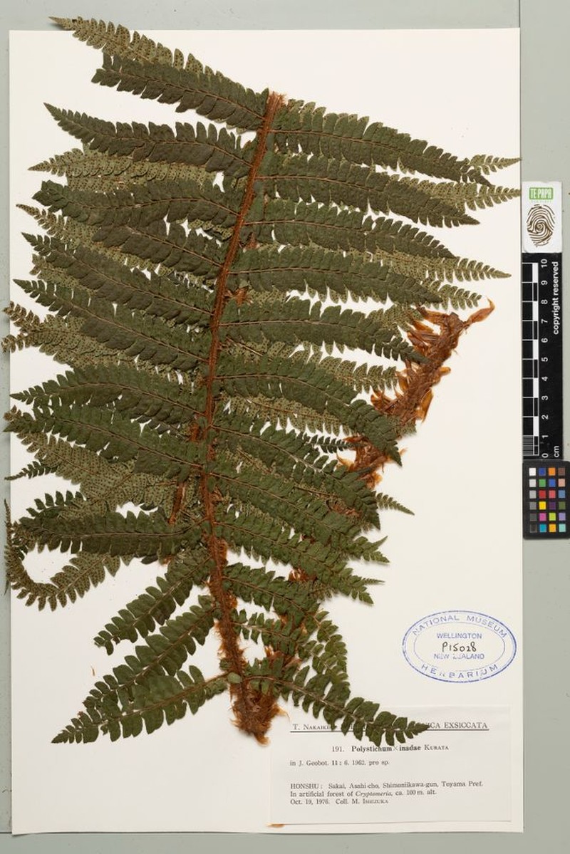 Polystichum × inadae