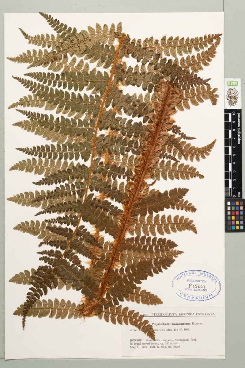 Polystichum × kasayamense