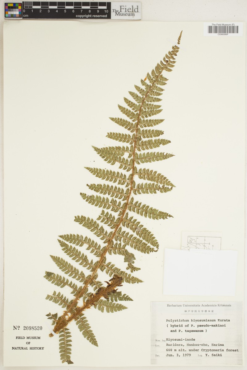 Polystichum × kiyozumianum