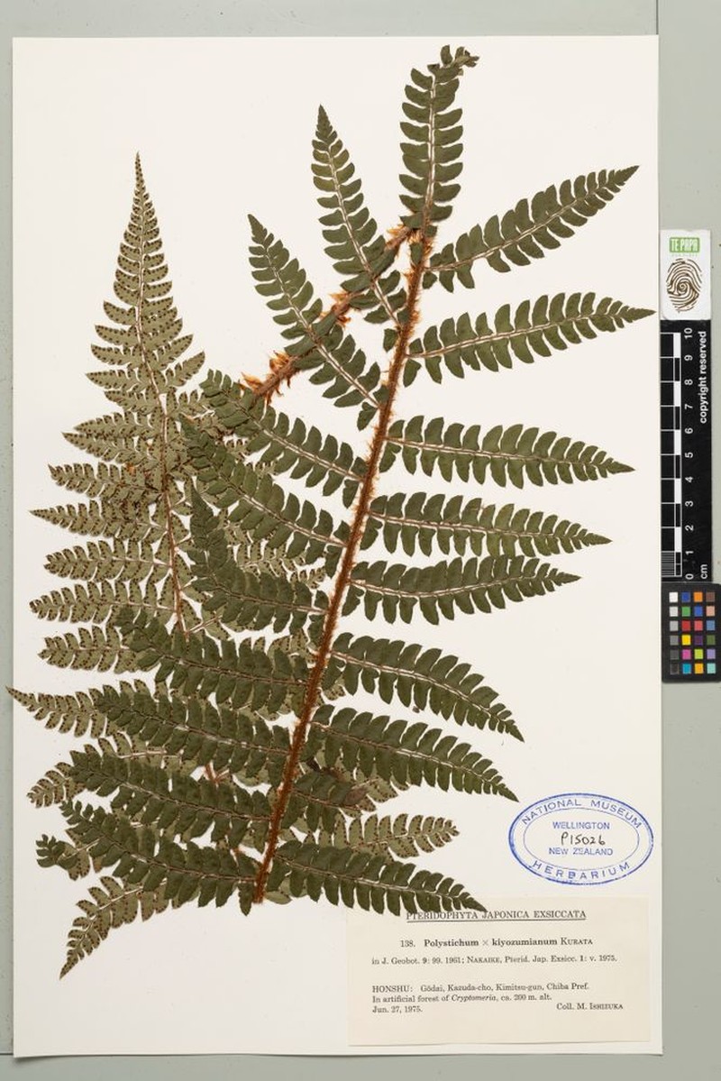 Polystichum × kiyozumianum photo 2
