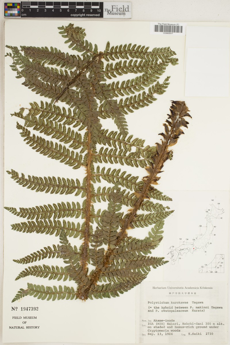 Polystichum × kurokawae