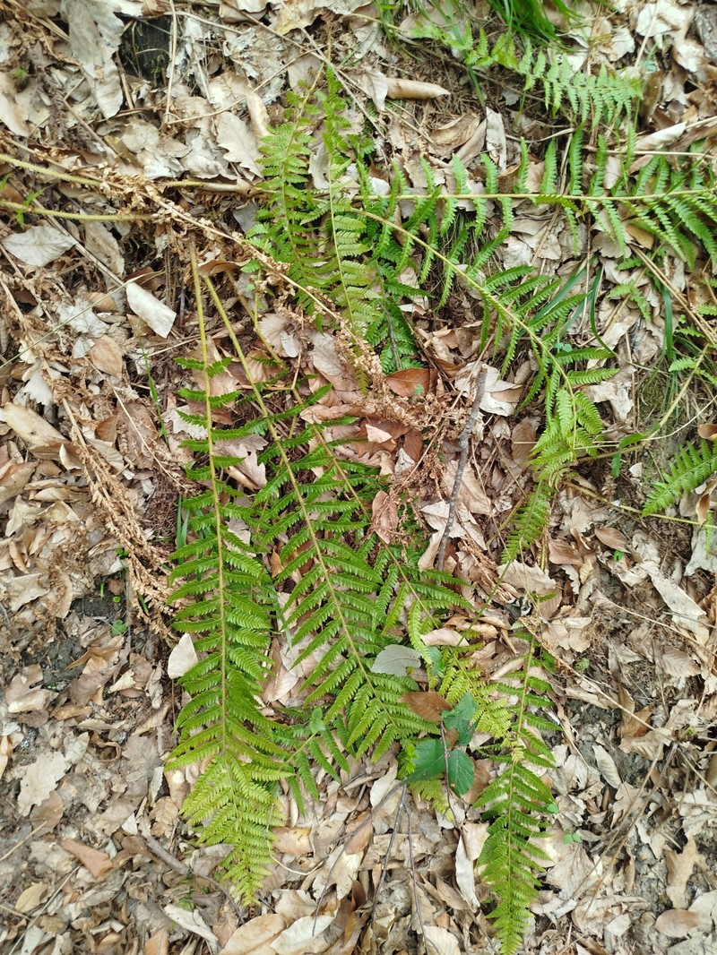 Polystichum × luerssenii photo 2