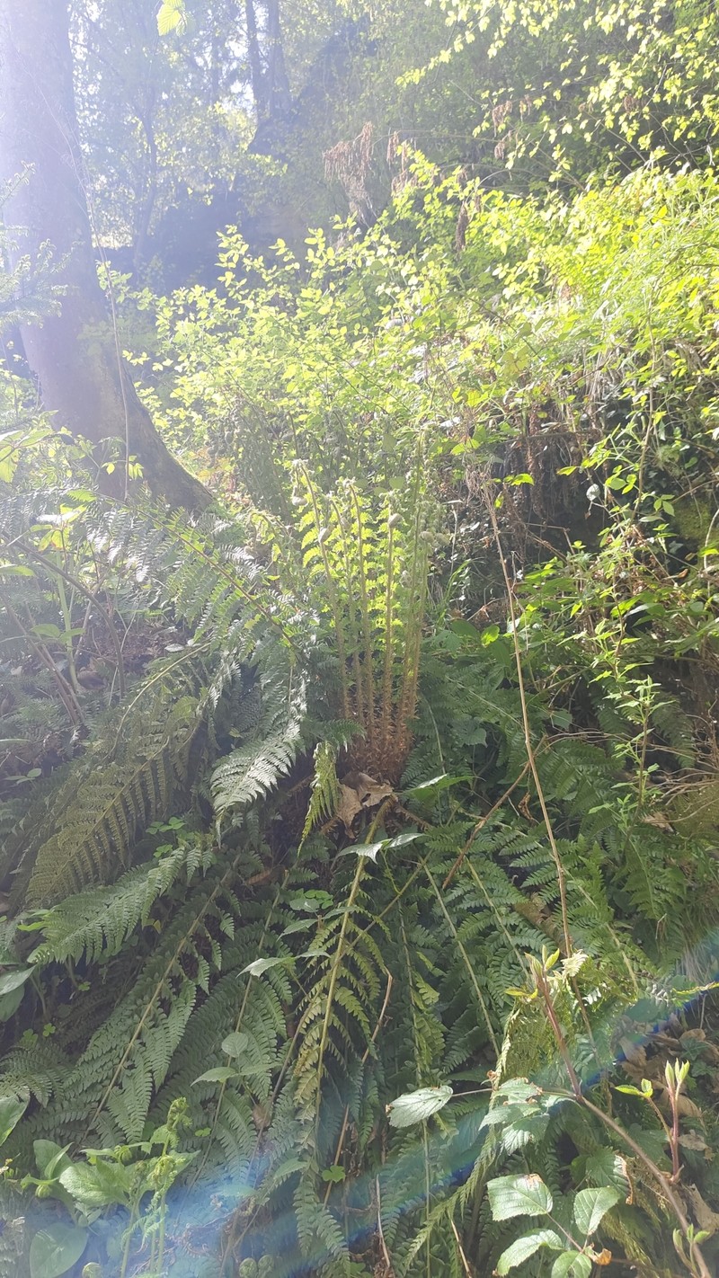 Polystichum × luerssenii photo 3