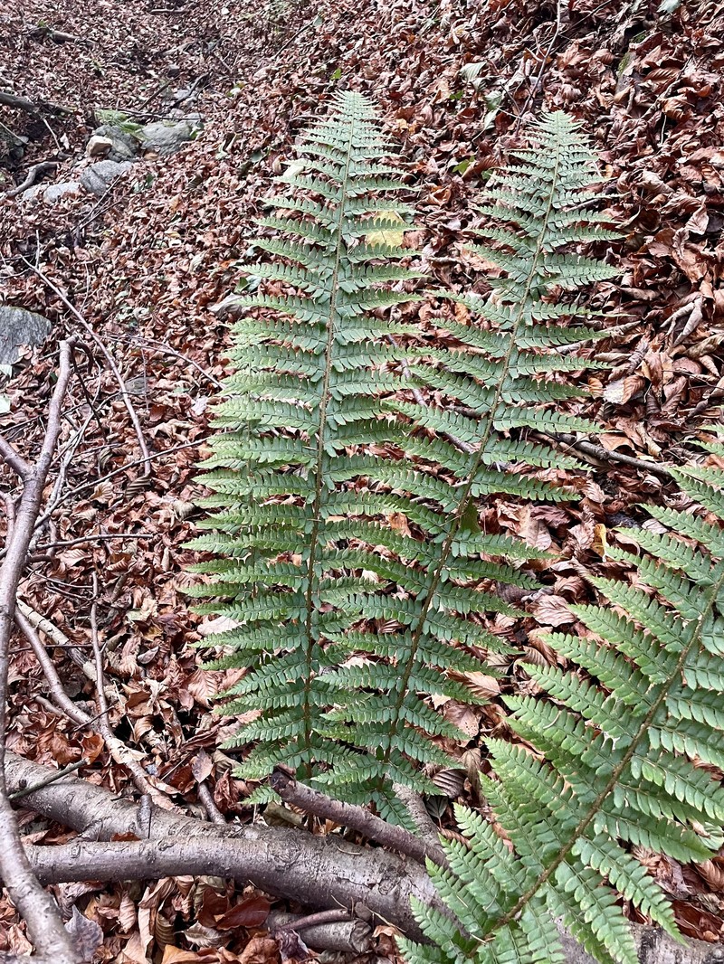 Polystichum × luerssenii photo 4
