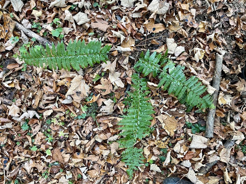 Polystichum × luerssenii photo 5