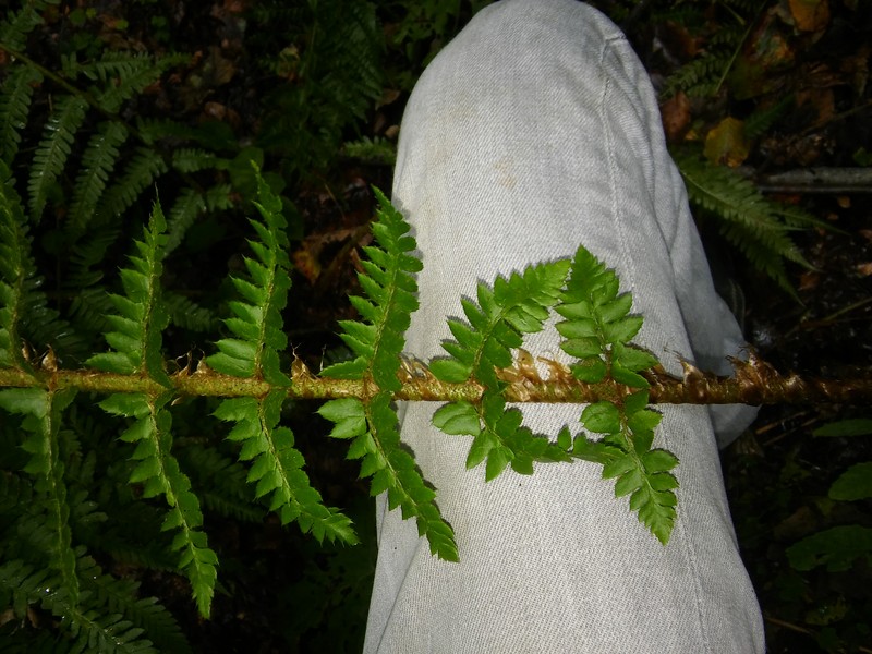 Polystichum × luerssenii