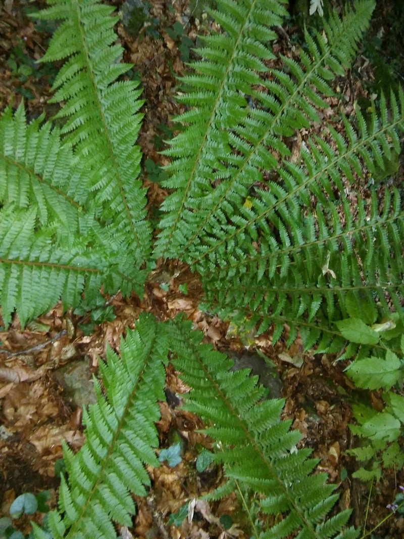 Polystichum × luerssenii photo 6