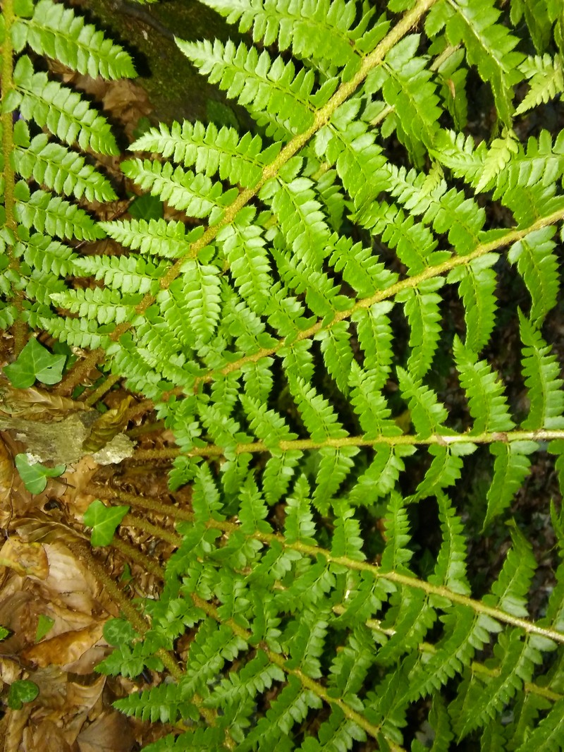 Polystichum × luerssenii photo 7
