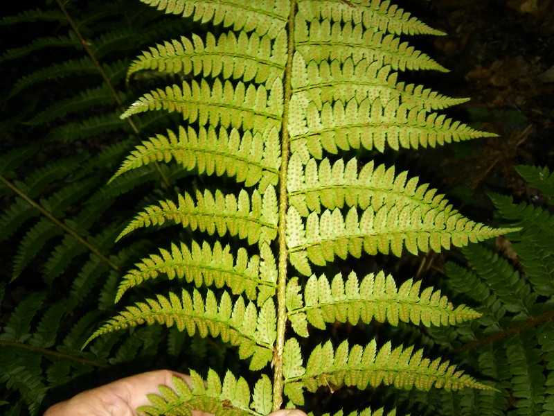 Polystichum × luerssenii photo 8