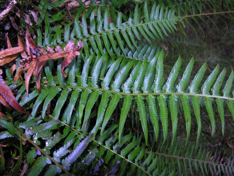 Polystichum × maderense