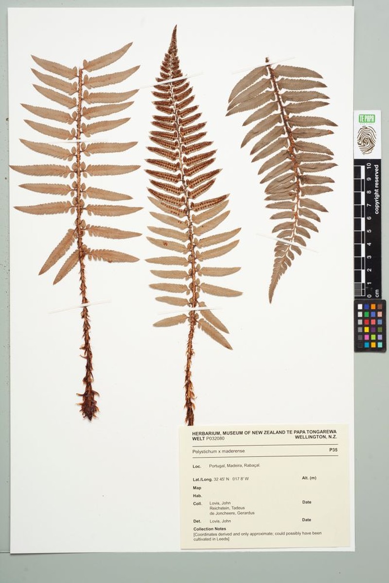 Polystichum × maderense photo 2