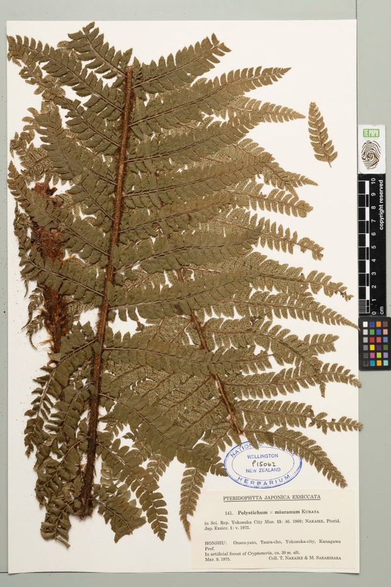 Polystichum × miuranum