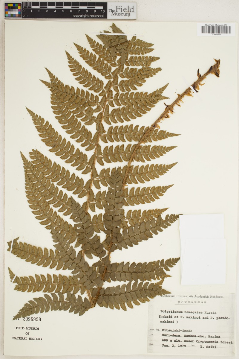 Polystichum × namegatae