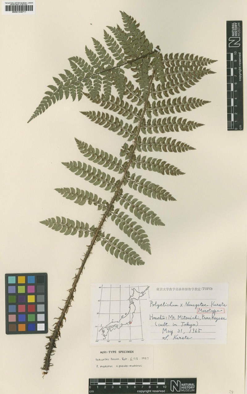 Polystichum × namegatae photo 2