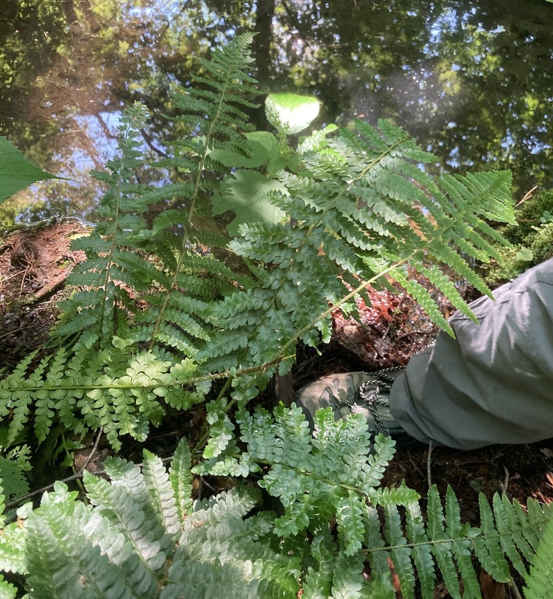 Hollyfern