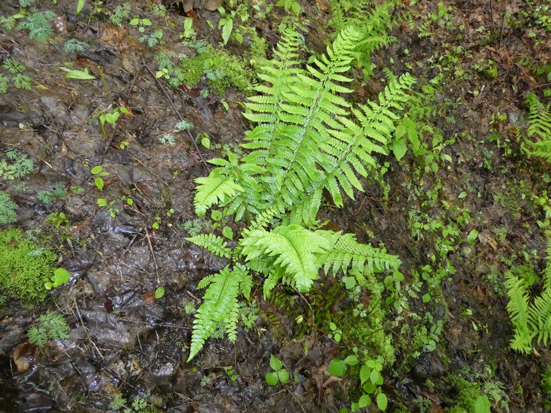 Hollyfern photo 3