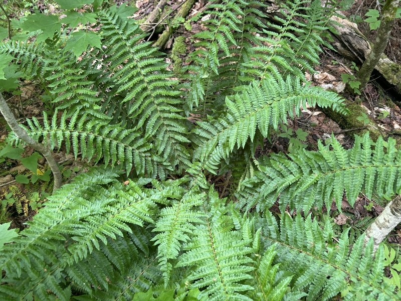 Hollyfern photo 4