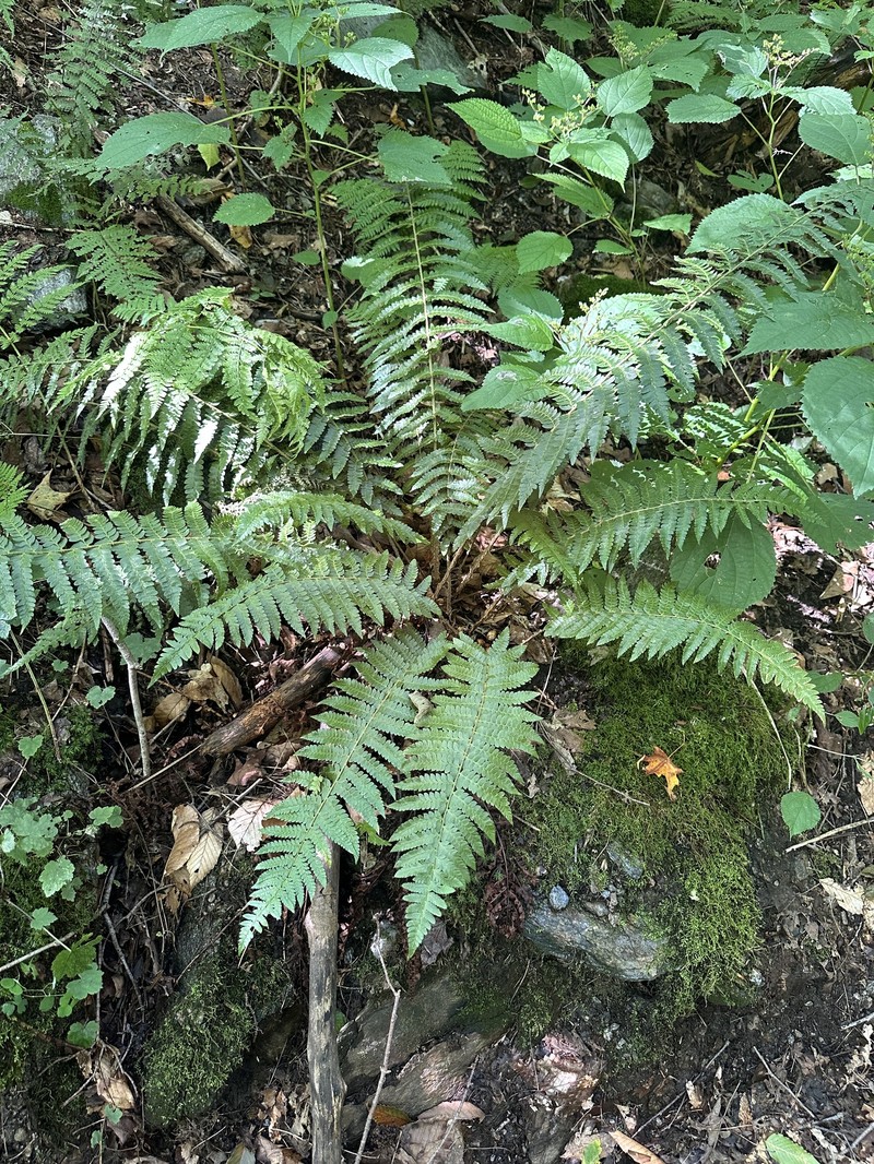 Hollyfern photo 5