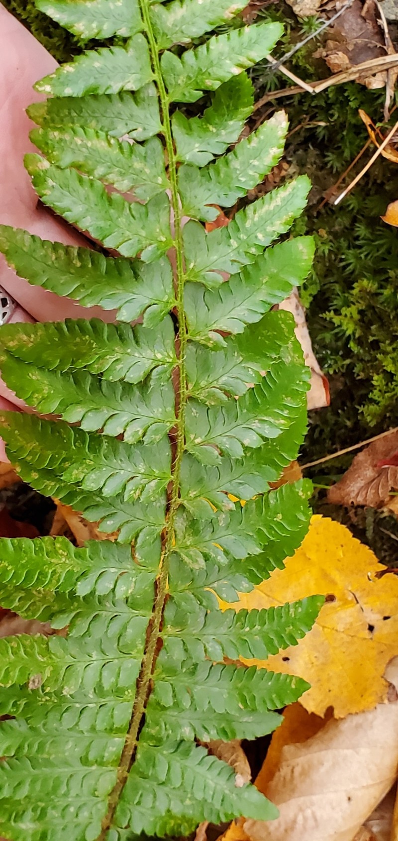 Hollyfern photo 6