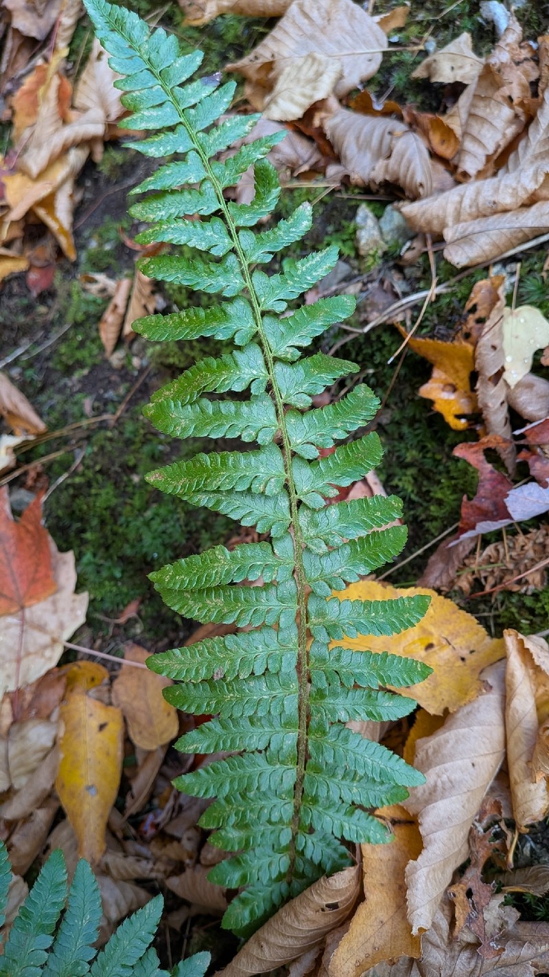 Hollyfern photo 7