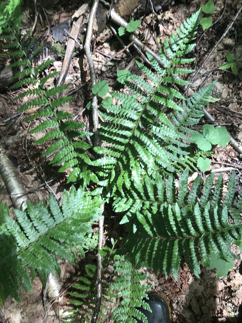 Hollyfern photo 8