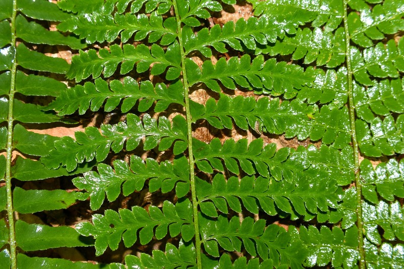 Hollyfern photo 9