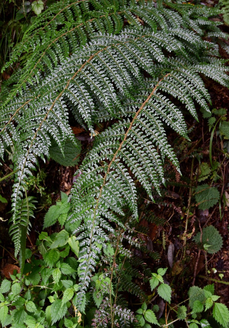 Polystichum × pseudoparvipinnulum