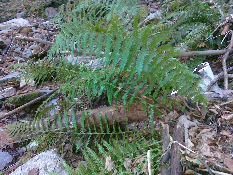 Polystichum × wirtgenii photo 2
