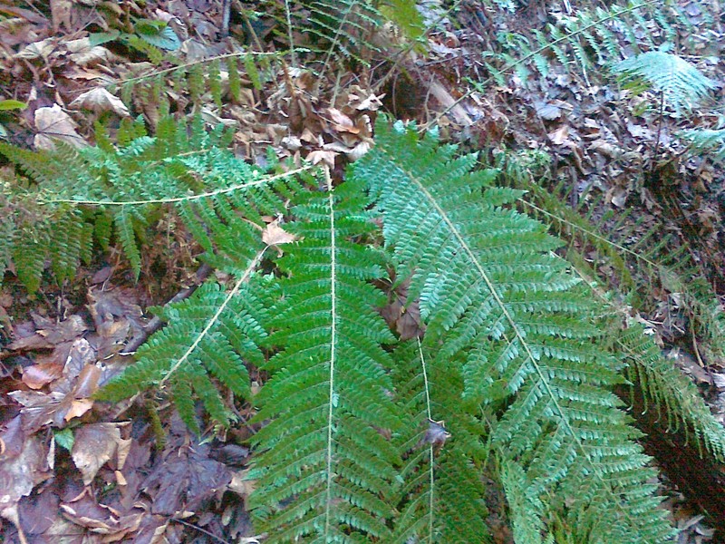 Polystichum × wirtgenii photo 3