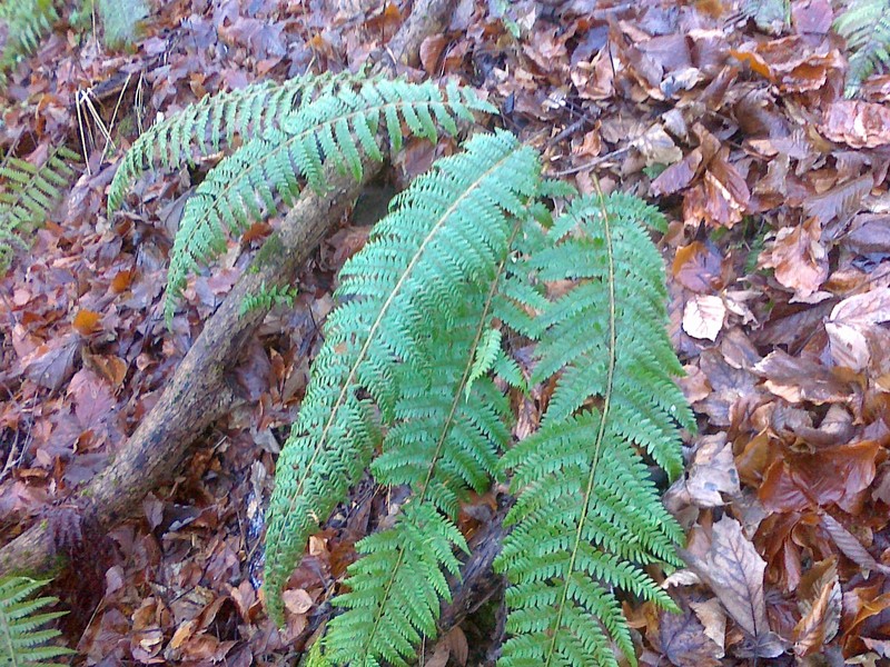 Polystichum × wirtgenii photo 4