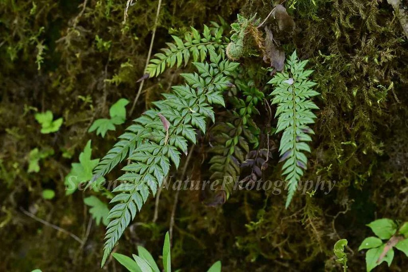 Polystichum acanthophyllum